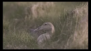 Icelandic Eider - The Purveyor of Icelandic Eiderdown for 80 Years