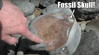 I found a large fossil skull and it could be a new species [My rarest fossil yet]