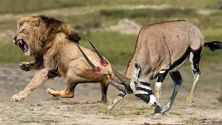 Gemsbok Knock Down Herd Lion With Their Horns To Rescue His Teammate - Lion vs Hippo, Gemsbok, Kudu