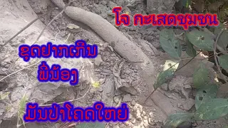 ມັນປ່າ ໃຫຍ່ ຍາວ ໂຄດແຊບ