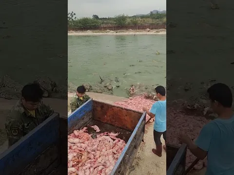 It's noon, and it's time to feed the big crocodile again  This scene is super spectacular