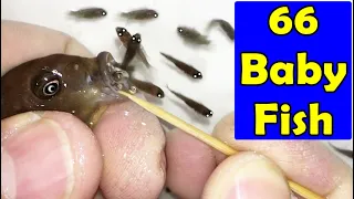 3 Elongatus Mpanga fishes gives birth to 66 babies 😍🐬👍🙏 #fish,