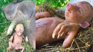 Cet Agriculteur à Découvert Quelque Chose de Bizarre dans son Champ