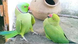 Ringneck Parrot Jora beautiful Show And Mast Parrots