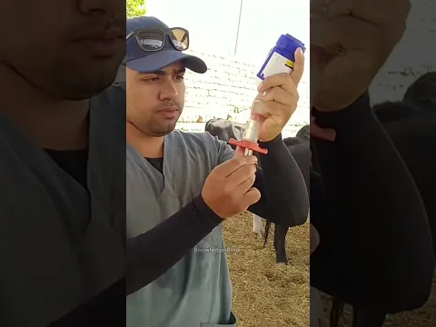 गाय को इंजेक्शन कैसे लगाते है | injecting Cow With a Gun #shorts