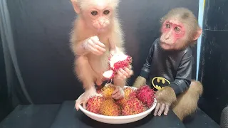 Two Cute Baby Monkeys Eat Rambutan