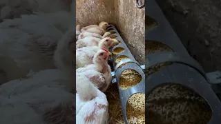 DIY Great Idea For Raising Chickens Indoors Easily