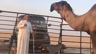 الجد يمنع 6 من بعيره الوافي ولد وافي ابن ذياب ال عازب