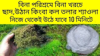 বাড়ির ছাদে উঠানে কল তলার চাতালে শ্যাওলা থেকে মুক্তি পাবেন 10  মিনিটে | Easy ways to get rid of algae
