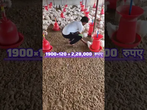 मुर्गी फार्म खोलने में होने वाले खर्च एवं कमाई #poltryfarm #poltry #murgifarm #earning #shorts