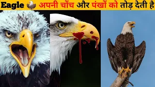 Eagle अपनी चोंच और पंखो को क्यों तोड़ देती है/Eagel break his beak and wings?#eagles by @ProfessorNitin