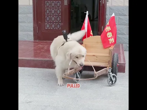 This dog is the backbone of the family.#pets #cat #cute #shorts #funny