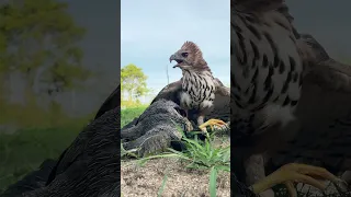 The power of Hawk-Eagle hunt their prey without mercy 