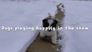 Dogs playing happily in the snow #cutepet #dog