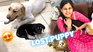 Humein Mila Ek Chota Sa Puppy🐶❤️ #vlog