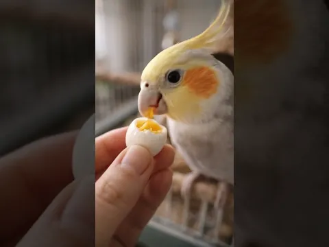 Bird Sat on Eggs for Days / But They Never Hatch 💔 | Cockatiel Story