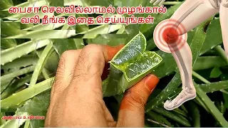 பைசா செலவில்லாமல் முழங்கால் வலி நீங்க இதை செய்யுங்கள்,! முழங்கால் வலிக்கு || aloe vera for knee pain