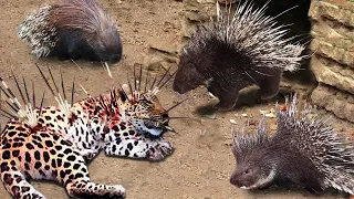 Top 10 Animals Died Tragically When It Tried To Attack The Porcupine - Leopard, Lion, Cheetah