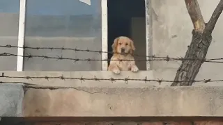 El Golden Retriever que esperaba en la VENTANA… Hasta que el Destino Golpeó 🐾