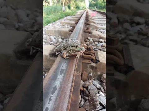 Why are you sitting up here to admire the view?#train#challenge#funny#shorts#travel
