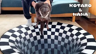 カワウソにトリックアートのドッキリをしたらどうなるのか！？　Can Otters See Optical Illusions? Indoor Sinkhole