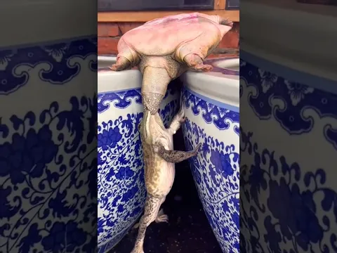 funny turtle vs frogs videos, @phfish