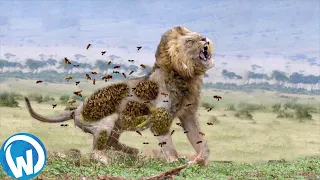 He Never Stood A Chance... Animal Fights Filmed Mercilessly!