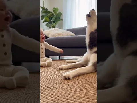 Baby Tries to Howl Like a Husky… And the Husky Answers 😍🐶👶