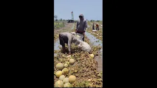 The melon harvest and packing were very satisfying #harvesting #fruit #agruculture