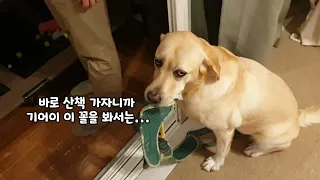 사고친 현장 아빠한테 안들키려고 급하게 나갈 준비 하는 리트리버ㅋㅋㅋ