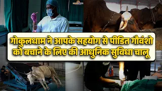गोकुलधाम ने आपके सहयोग से पीड़ित गऊवंशो को बचाने के लिए की आधुनिक सुविधा चालु।  #cow #treatment
