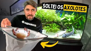 SOLTANDO OS AXOLOTES EM SUA NOVA CASA *AXOLOTL*