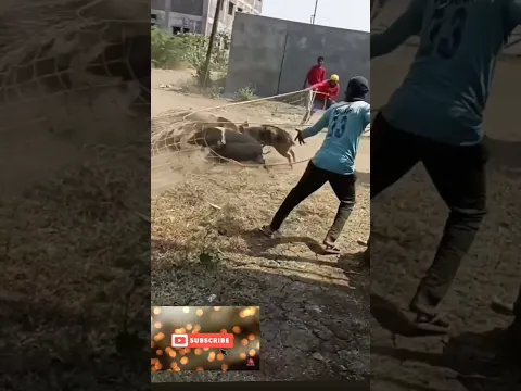 jhale me suar kese pakad te hai