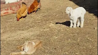 Dozens of Chickens and Baby Goats Playing Happily on the Farm! 🐐🐔💖