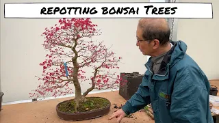 Repotting Bonsai Trees