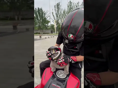 🐱🏍️ Bike Ride with My Adventure Cat🐾 Cruising with My Cat#shorts #trending #explorepage #fyp #usa
