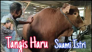 Jangan kaget Rawatan Sederhana Sapi 1 Ton Limusin 5 Tahun  Comboran Sangat sederhana