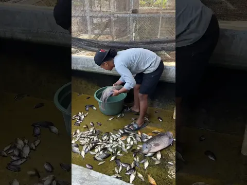 300 ikan sudah besar-besar selama 4 bulan gak diganti air kolam🤤 #662 #KOOKIKO