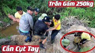 Cặp Trăn Gấm Khổng Lồ 250kg Xuống Núi Cắn Cụt Tay Anh Chăn Trâu Lôi Vào Trong Cống