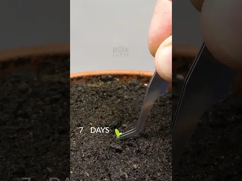 113 Days In 33 Seconds - Dragon Fruit Cactus