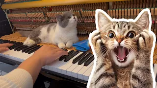 Sigma Boy Cat Piano