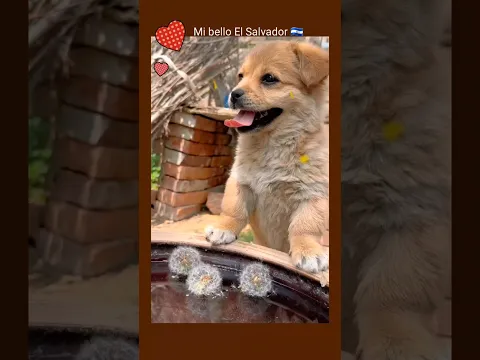 Dog #perrito agua #cute #puppy #pets #animals #shorts #tiktok #usa #elsalvador #natural #VIDEO #VIRA