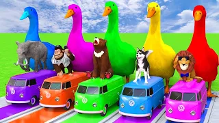 Long Slide Game With Elephant Monkey Bear Dog and Lion - Funny 3D Animals