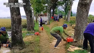 Tebang 3 pohon dengan cepat dan mudah, Husqvarna 3120 xp & Stihl ms 660 chainsaw.