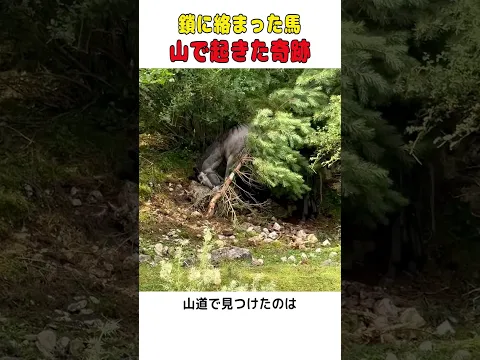 山道で身動きが取れなくなった馬…緊迫の救出劇と、自由になった瞬間の穏やかな表情に感動😭  #shorts #感動 #動物救出