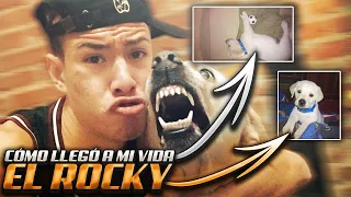 CÓMO LLEGO A MI VIDA EL ROCKY "MATEO"