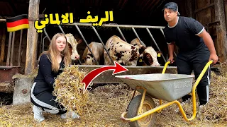 اشتغلنا يوم كامل في المزرعة _  حلبت البقرة 🐄_ الريف الألماني 🇩🇪 | مصطفى ستار