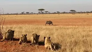 Speed vs Strength in the African Wild !