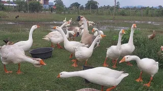 Countryside Bliss: Geese Enjoying the Fresh Air 