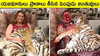 యజమానులు ప్రాణాలు తీసిన పెంపుడు జంతువులు Part-2 | Animals Facts in Telugu | Telugu Brain